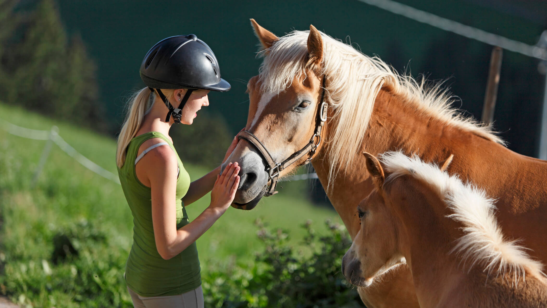 Cavalli ed equitazione