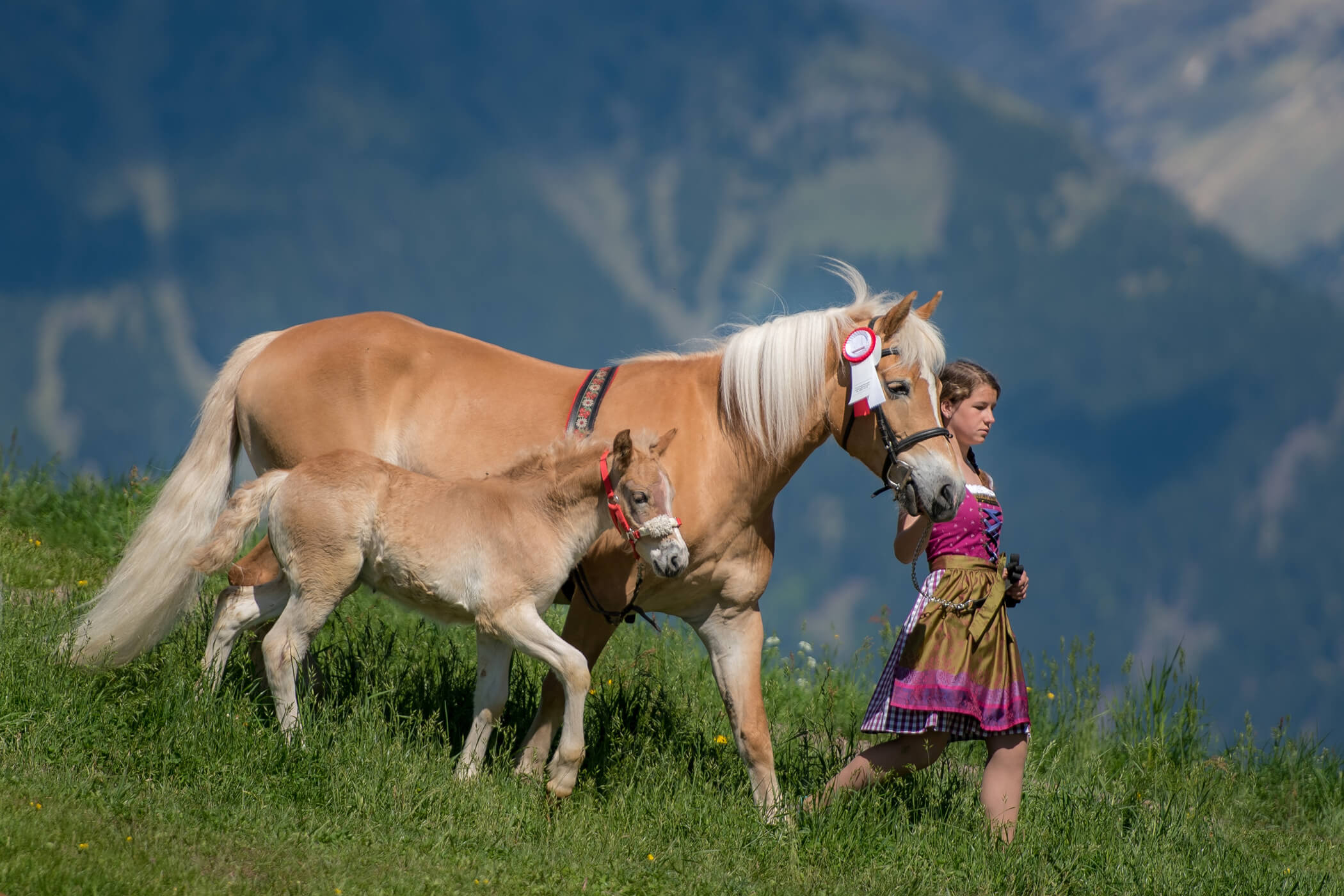 Haflinger